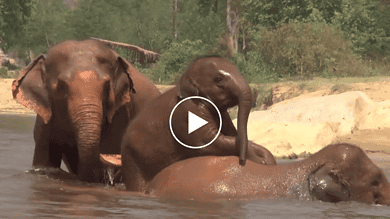 الأفيال تستحم وتستمع بمياه النهر